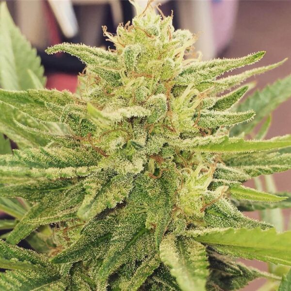 Godzilla Glue Feminised Seeds