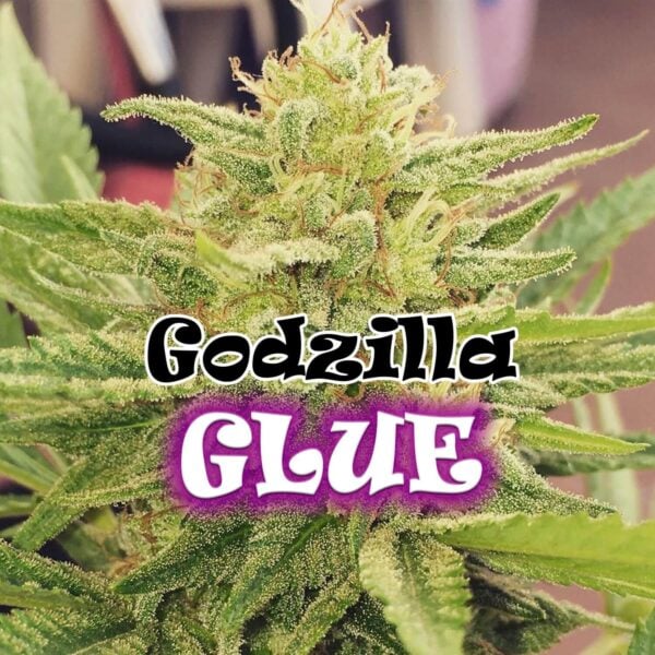 Godzilla Glue Feminised Seeds - Image 2