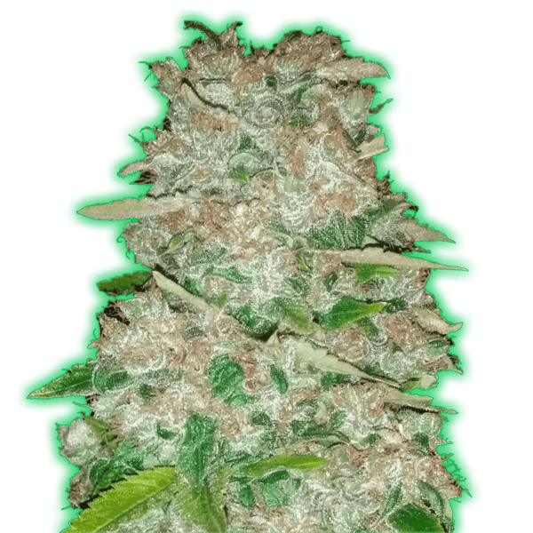 Monster Gorilla Glue Feminised Seeds