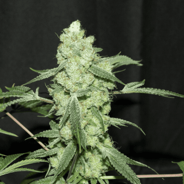 Grape Punch Regular Seeds - 12