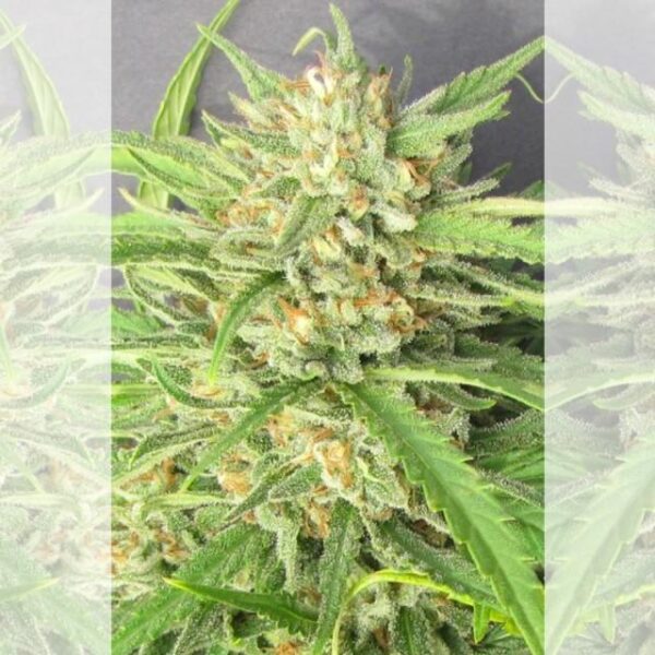 Champagne Kush Feminised Seeds - 5