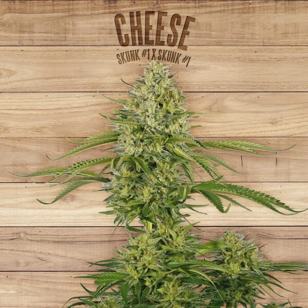 Cheese Feminised Seeds - TP
