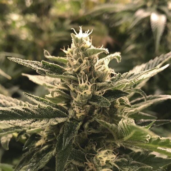 Cheese Feminised Seeds - TP - Image 2