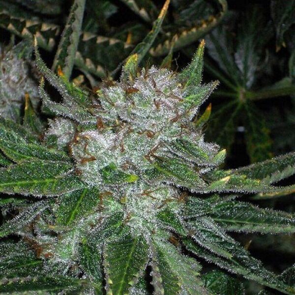 Chemmy Jones Feminised Seeds - 5