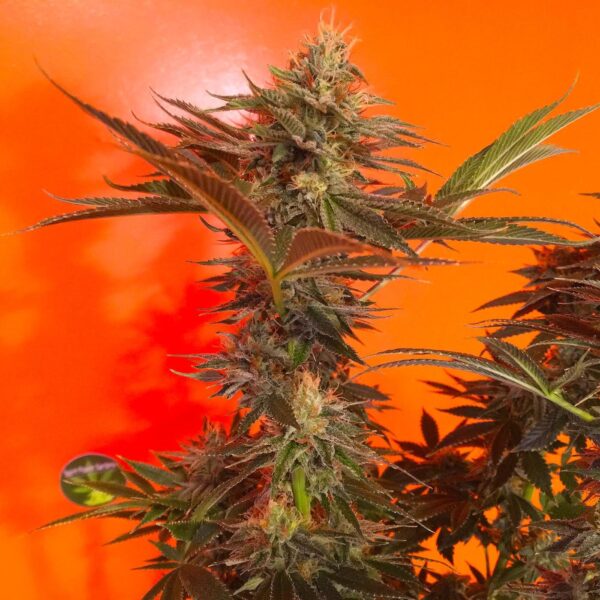 Cherry Cordial Regular Seeds - Image 2