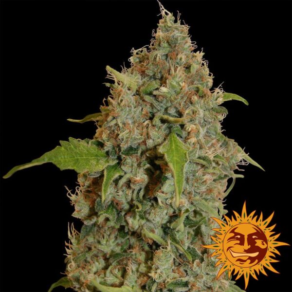 Chronic Thunder Feminised Seeds