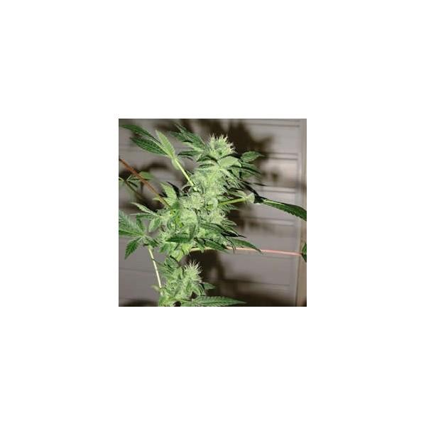 Chrystal Feminised Seeds - 5