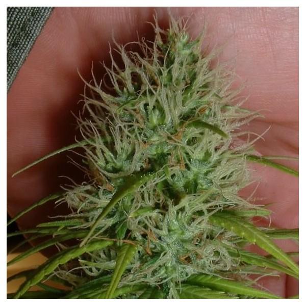 Chrystal Feminised Seeds - 5 - Image 2