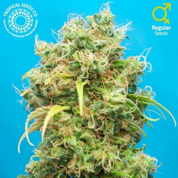 Ciskei Regular Seeds