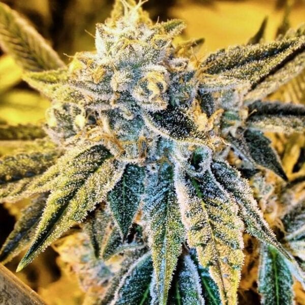Cornbread Regular Seeds - 12