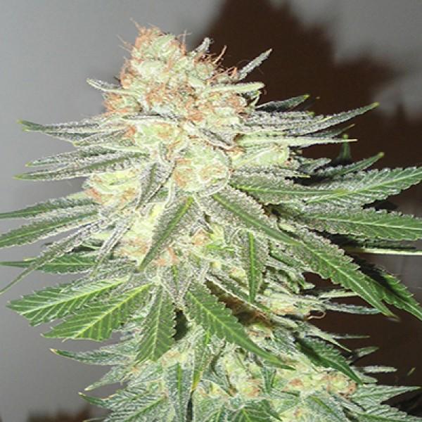 Cotton Candy Cane Feminised Seeds