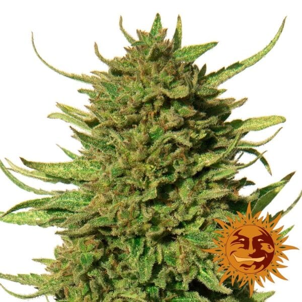 Critical Kush Regular Seeds - 10