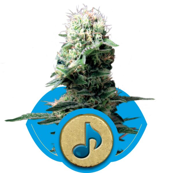 Dance World CBD Feminised Seeds - Image 2