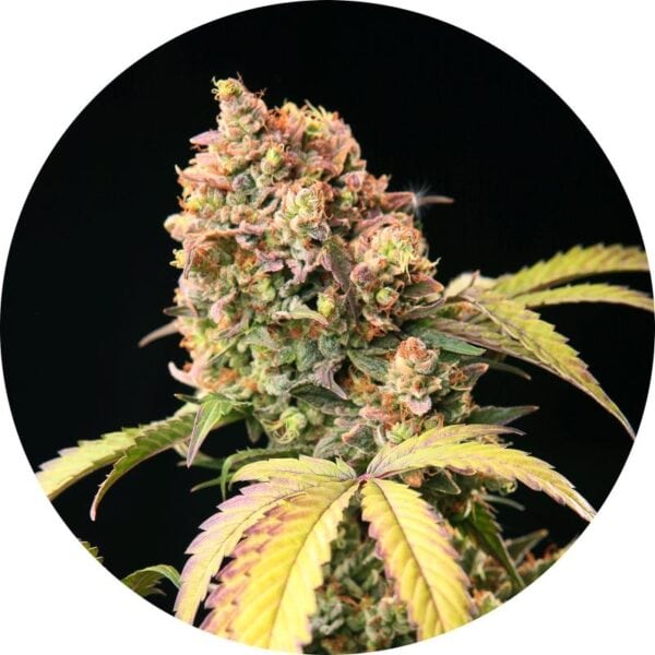Demon AUTO Tao Regular Cannabis Seeds by Top Tao Seeds