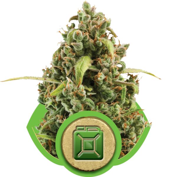Diesel Auto Feminised Seeds - RQS - Image 2