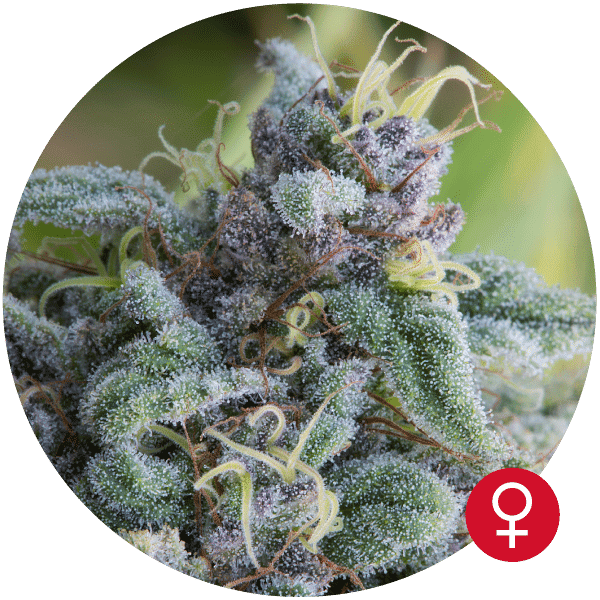 Mataro Blue Feminised Seeds - 5
