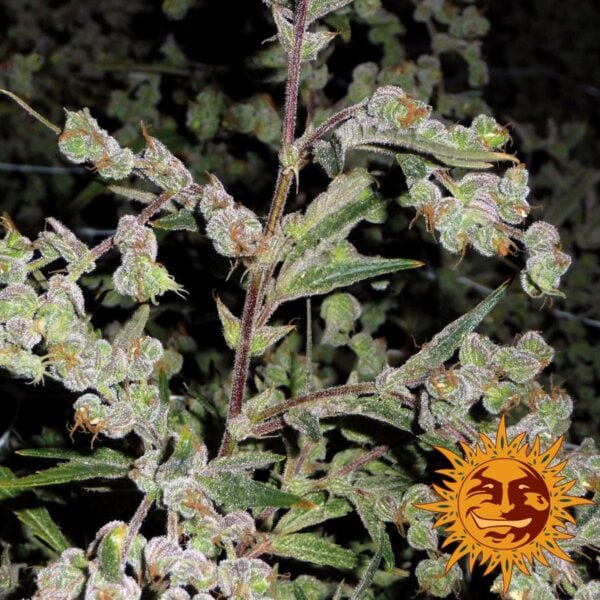 Dr Grinspoon Feminised Seeds - Image 2