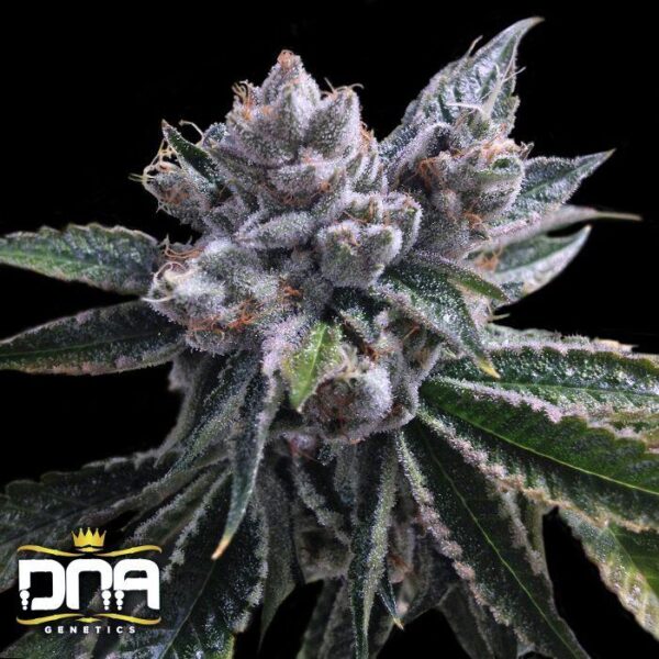 El Fuego Auto Feminised Seeds
