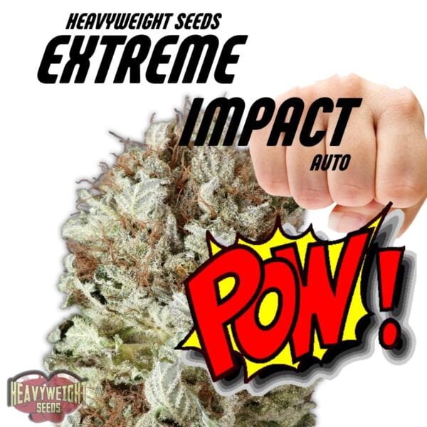 Extreme Impact Auto Feminised Seeds