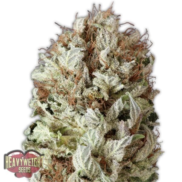 Extreme Impact Auto Feminised Seeds - Image 2