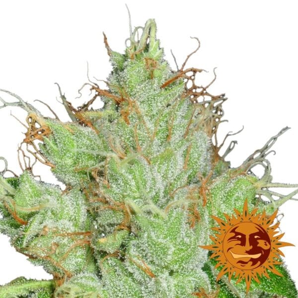 G13 Haze Regular Seeds - 10