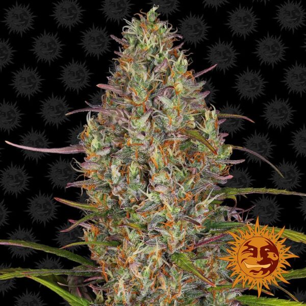 Glue Gelato Auto Feminised Seeds