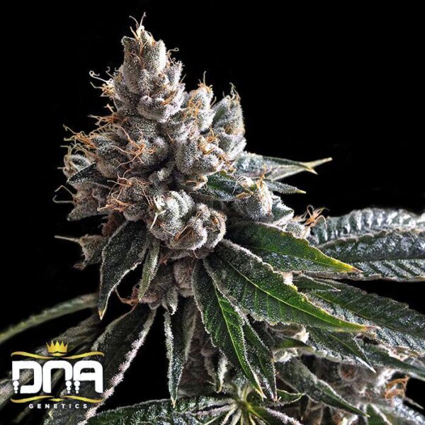 Golden Lemons Feminised Seeds