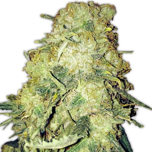 Goldmine Feminised Seeds
