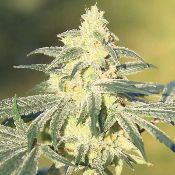 Gorilla Glue BX Regular Seeds - 12