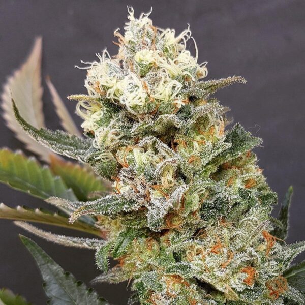Green Cush Feminised Seeds