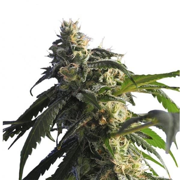 Green Shark Feminised Seeds