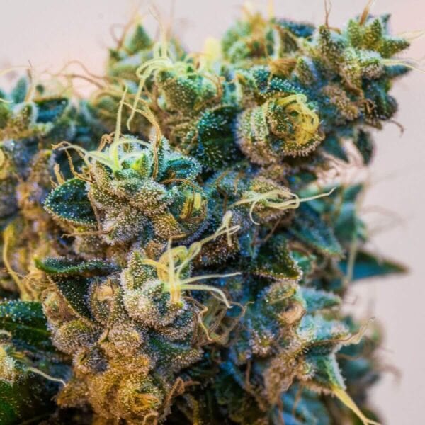 Grimmdog XX Feminised Seeds (Ltd. Edition) - 8