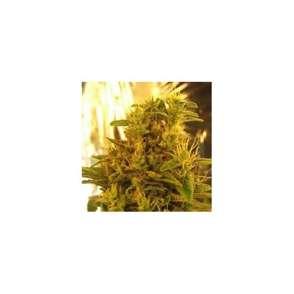 Haze #13 Feminised Seeds - 5