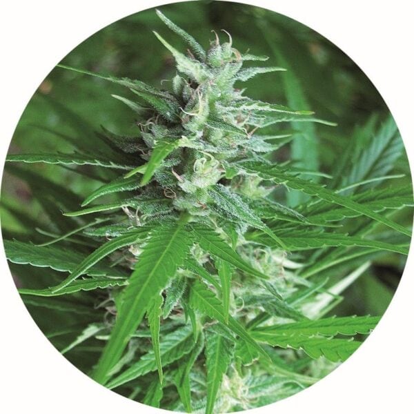 Haze AUTO Tao Regular Seeds