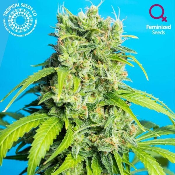 Heaven's Gate CBD Feminised Seeds