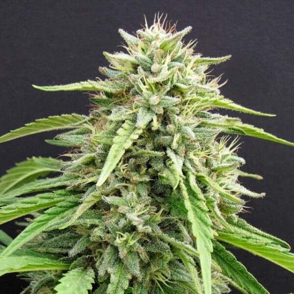 Hippie Killer Feminised Seeds - 5