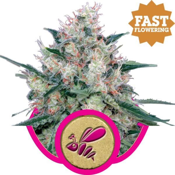 Honey Cream FAST Version Feminised Seeds - Image 2