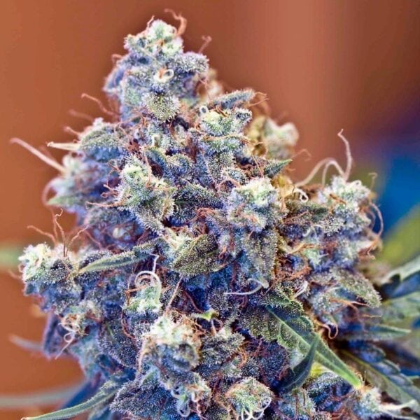 ICED Grapefruit Feminised Seeds - Image 2