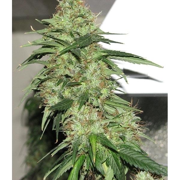 Indica XXL Feminisierte Samen - 5