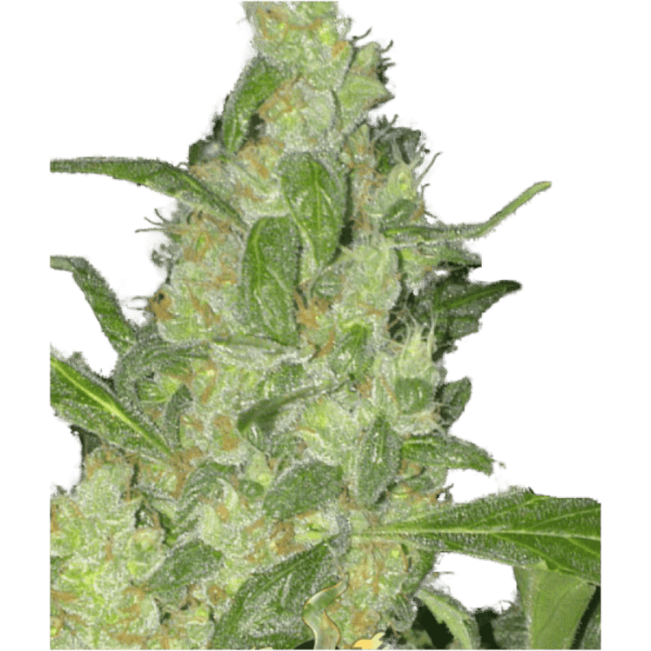 Turing Auto Feminised Seeds