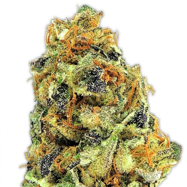 K.O. Kush Feminised Seeds