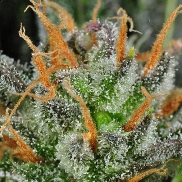 Karma Bitch Regular Seeds - 12