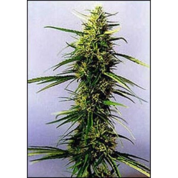KC 36 Feminised Seeds - 5