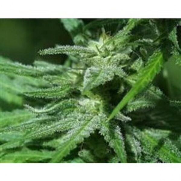 KC 48 Auto Feminised Seeds - 5