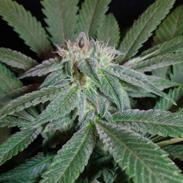 King Kush Feminised Seeds - 5