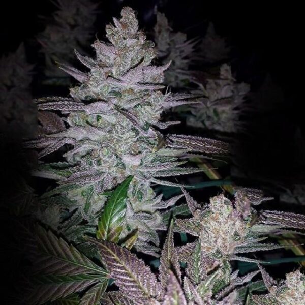 King's Banner Regular Seeds - 10