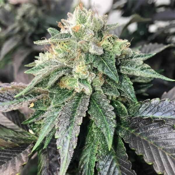 Legend OGK Feminised Seeds - 5 - Image 2