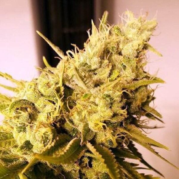 Lemon 'n' Lime Jones Feminised Seeds - 5