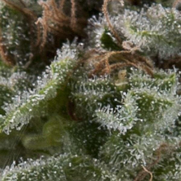 Lennon Auto Feminised Seeds