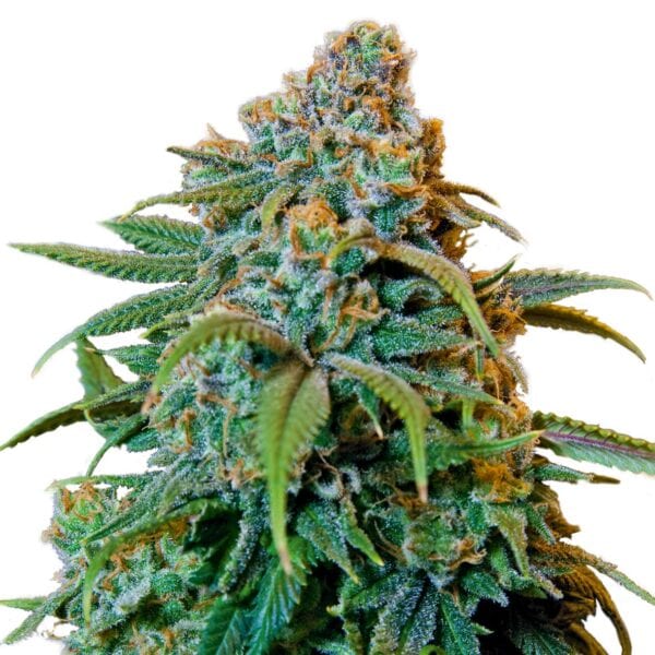 Liberty Haze Feminised Seeds - Image 2